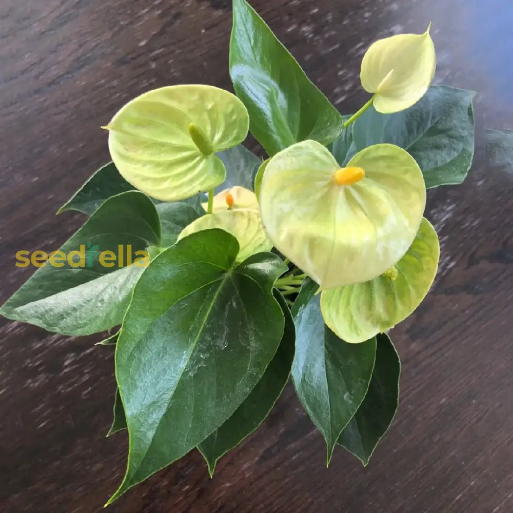 Anthurium Linden Seeds For Planting - Exotic Green Blooms