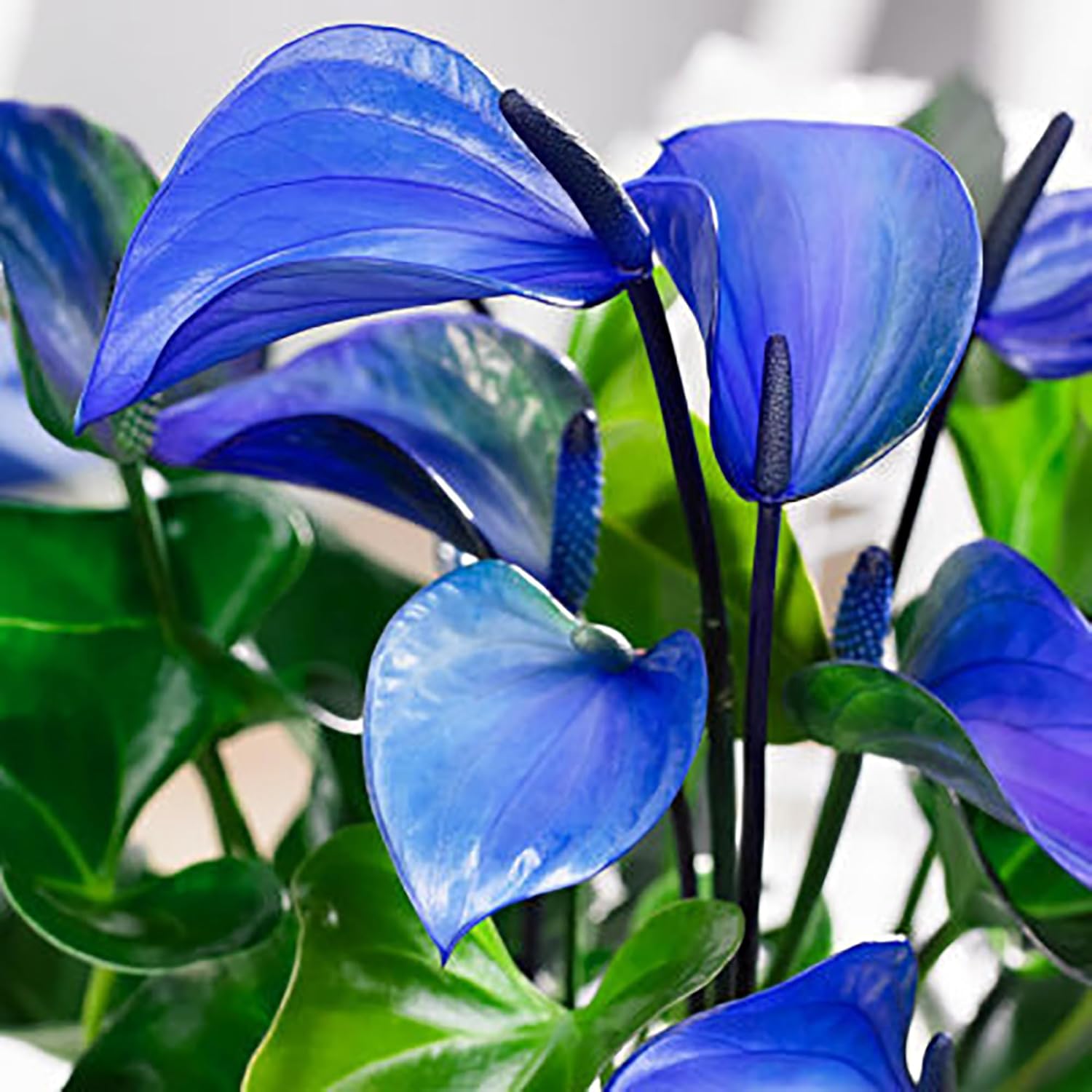 Anthurium Linden Sky Blue Flower Seeds for Planting