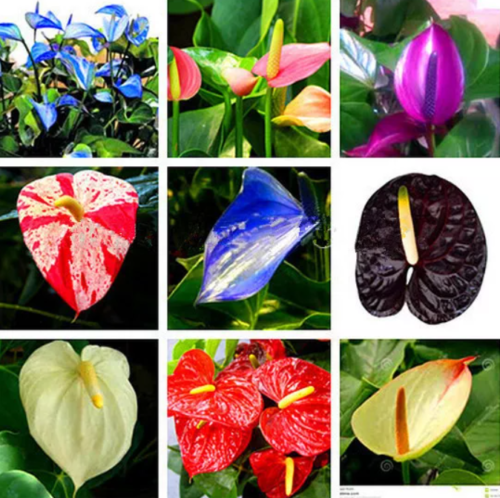 Mixed Anthurium Flower Seeds for Planting