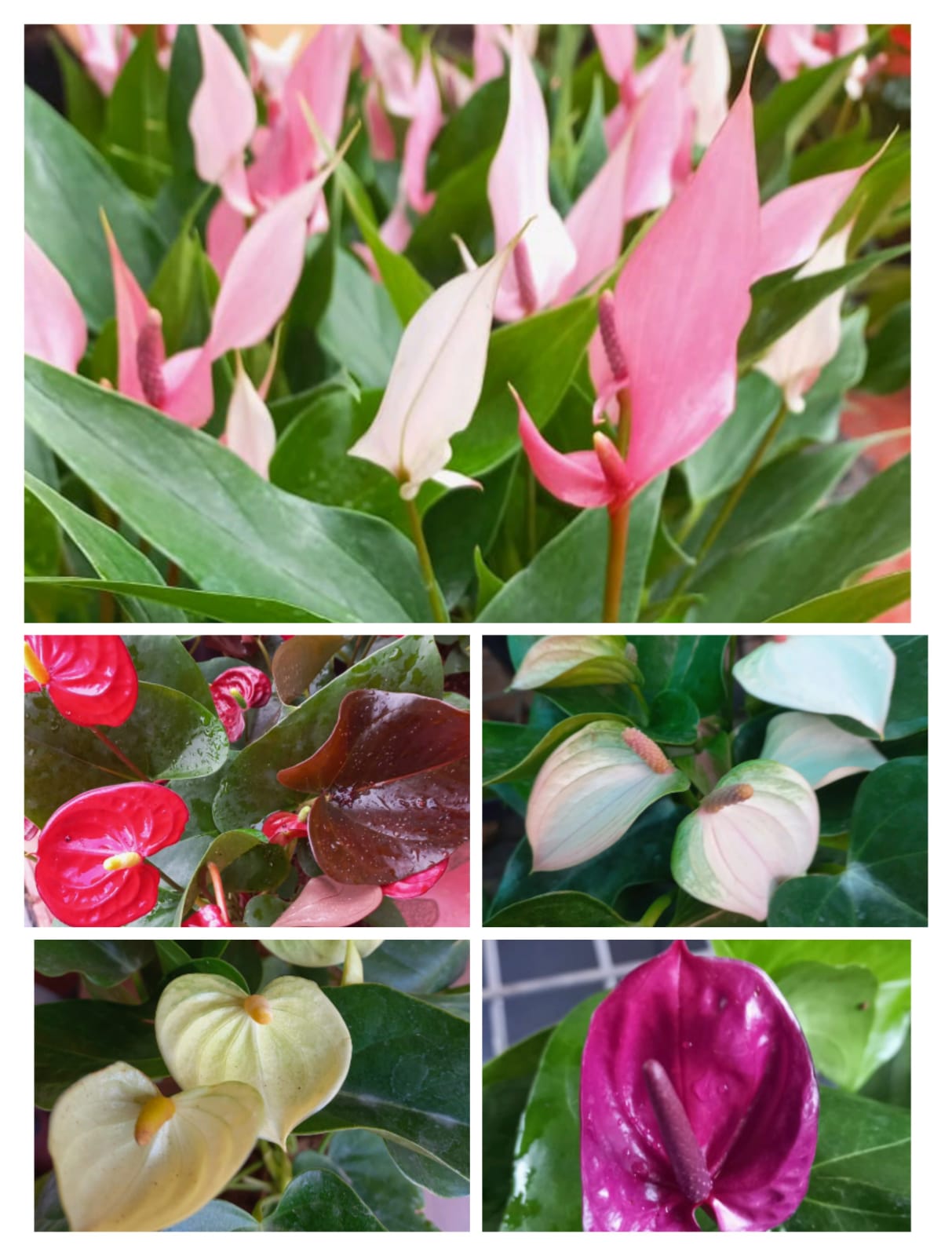Mixed Anthurium plants growing in pots