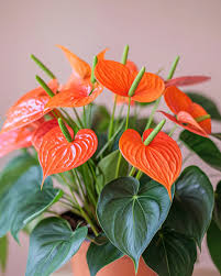 Anthurium Orange Flower Seeds for Planting