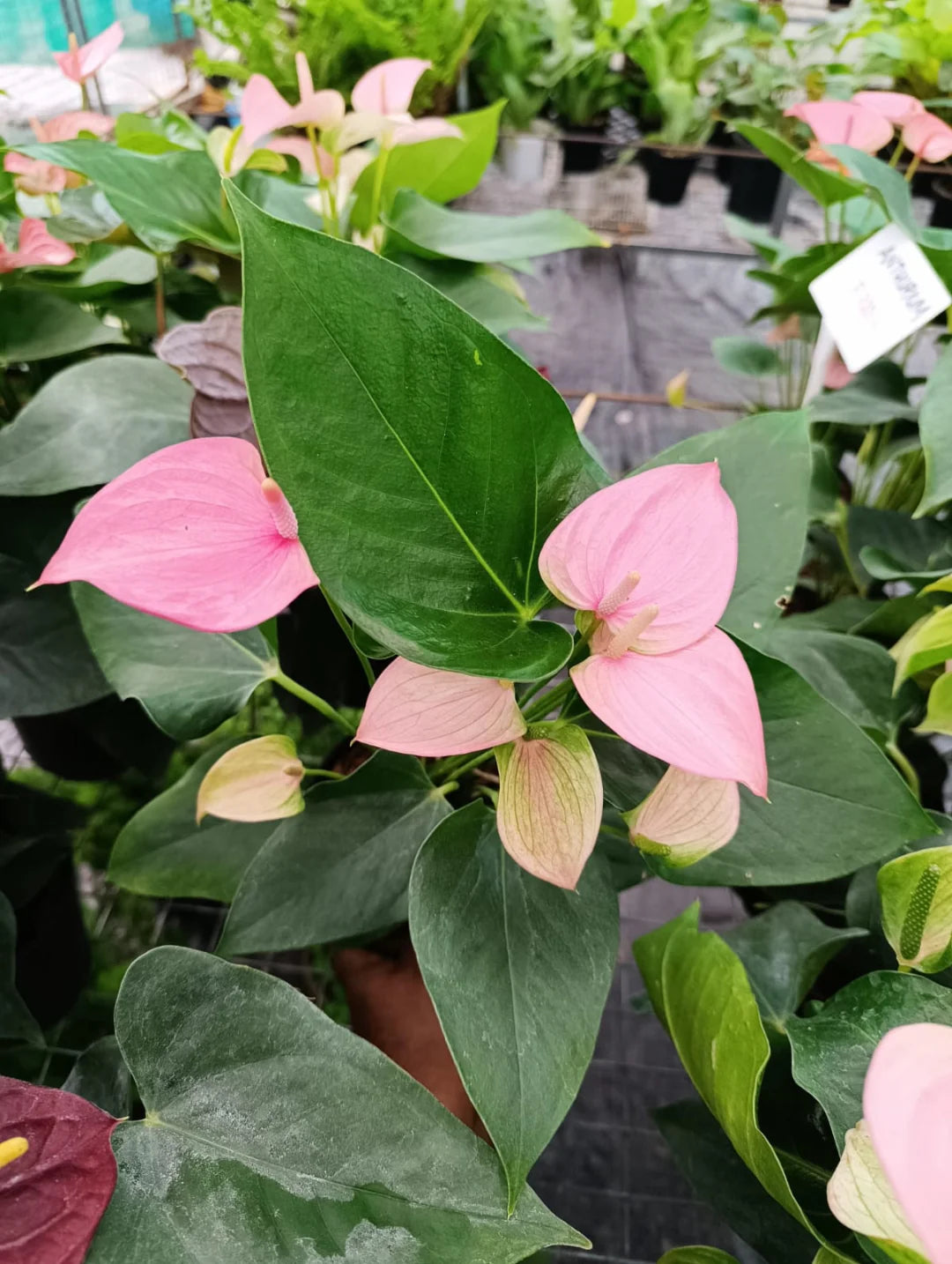 Pale Pink Anthurium in patio display