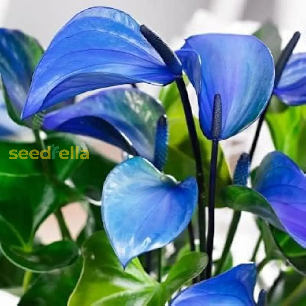 Anthurium Perennial Blue Seeds For Planting - Vibrant Blooms Flower