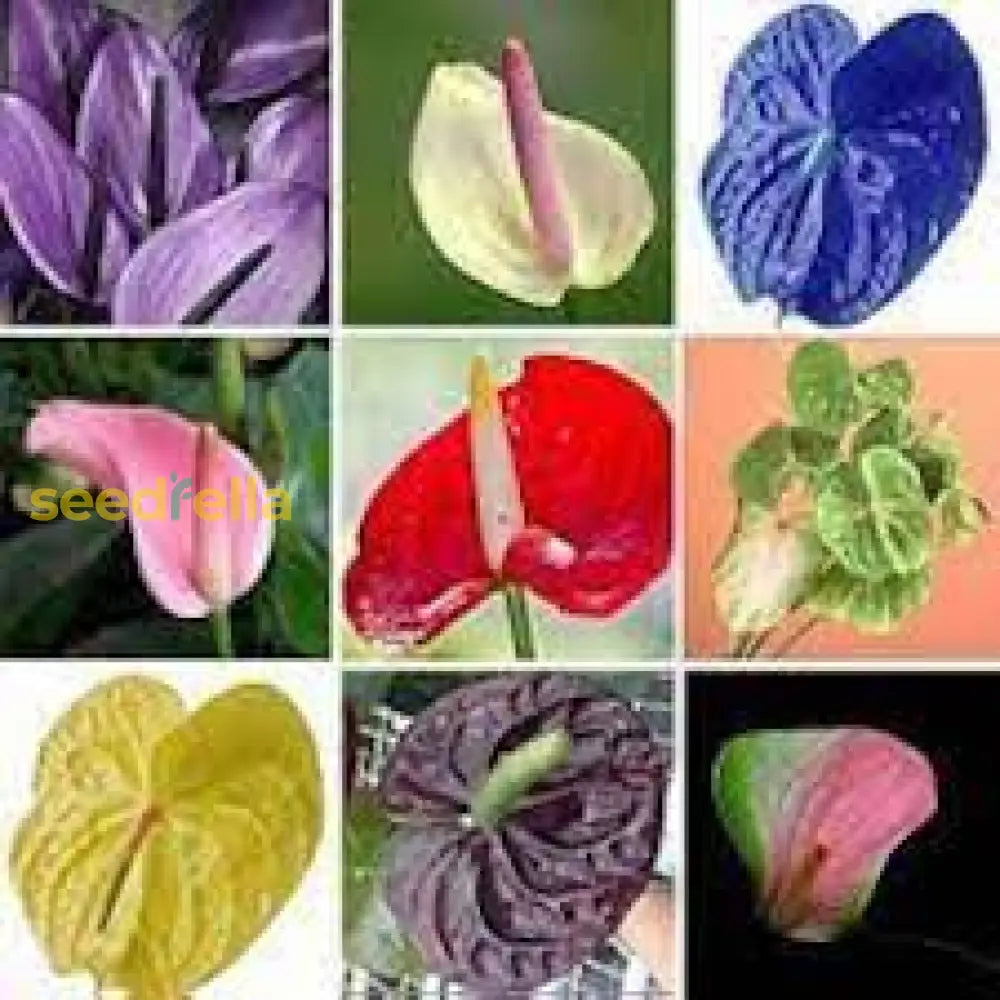 Anthurium Perennial Mixed Seeds - Grow Exotic Tropical Plants