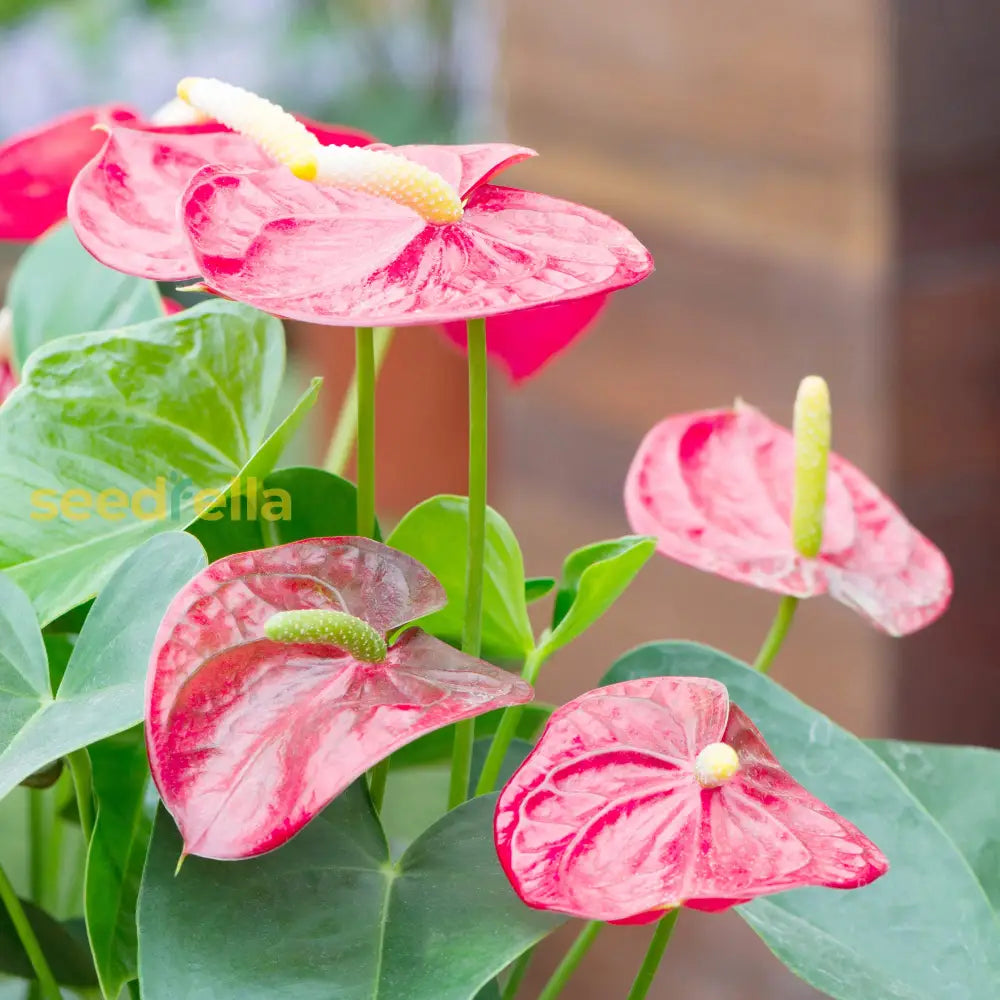 Anthurium Pink Flower Seeds For Planting - Soft Hue Blooms