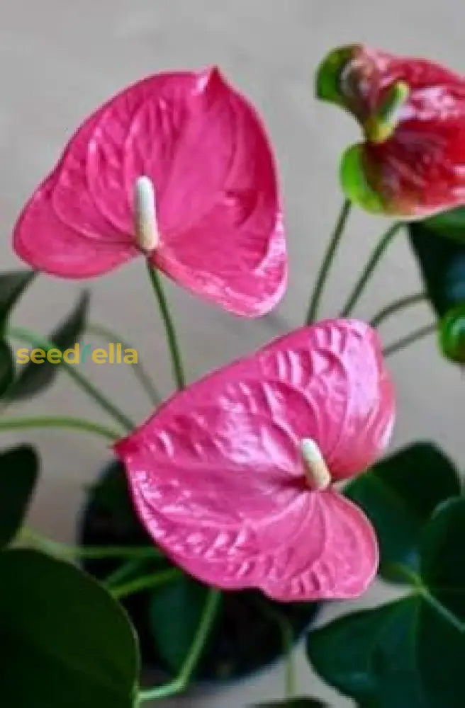 Anthurium Pink Flower Seeds For Planting - Soft Hue Blooms