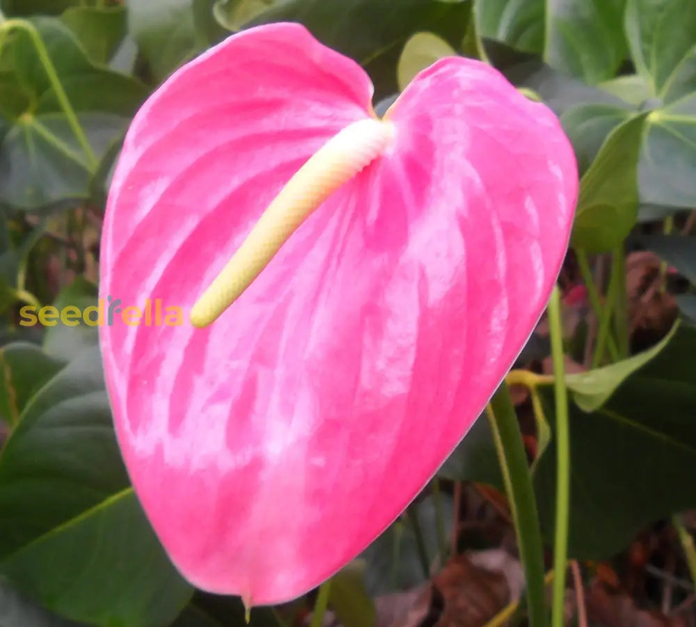 Anthurium Pink Flower Seeds  Perennial Planting