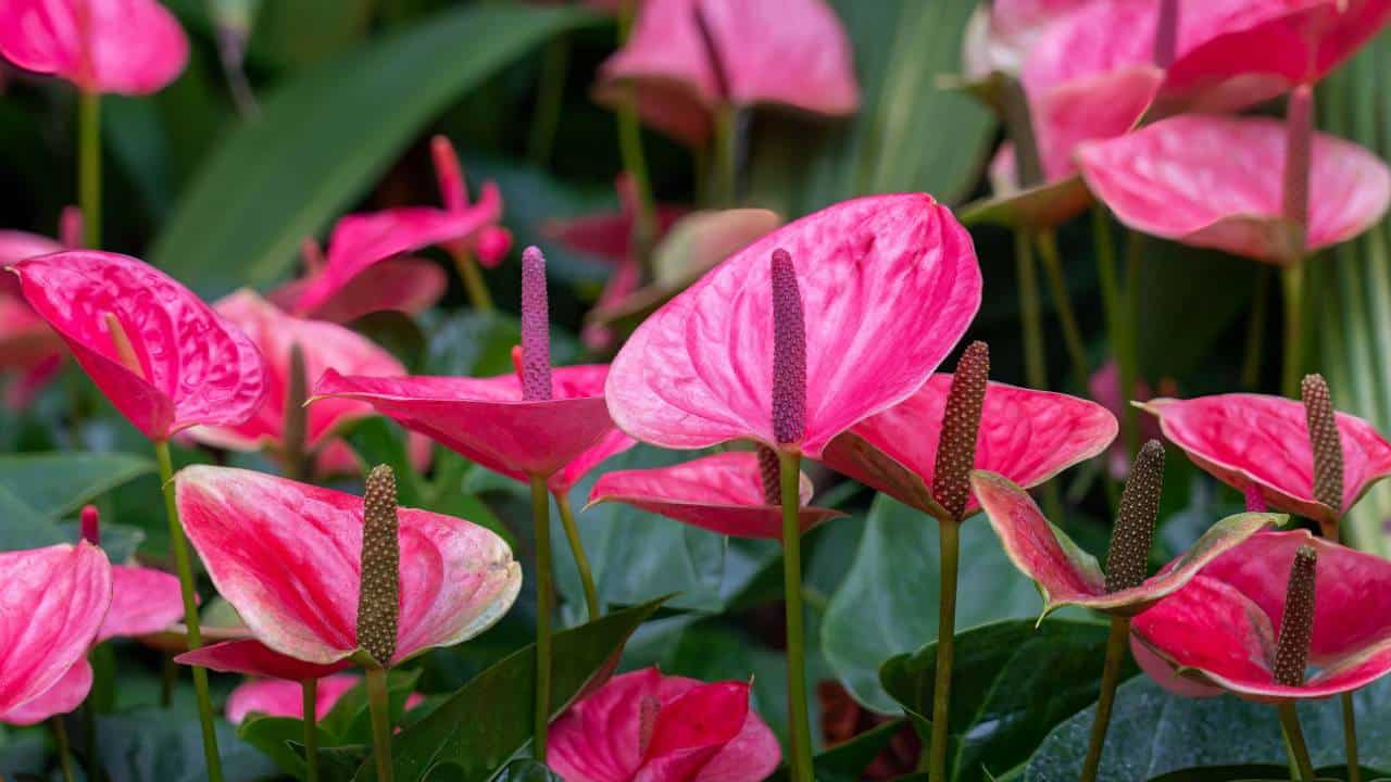 Anthurium Pink Flower Seeds for Planting