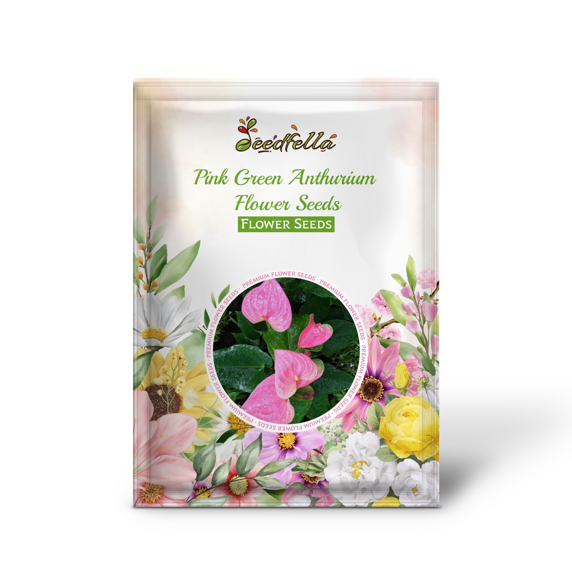 Pink and Green Anthurium bloom close-up