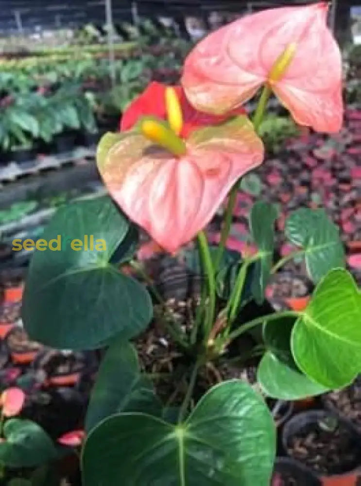 Anthurium Pink Green Flower Seeds For Planting Fresh Blooms