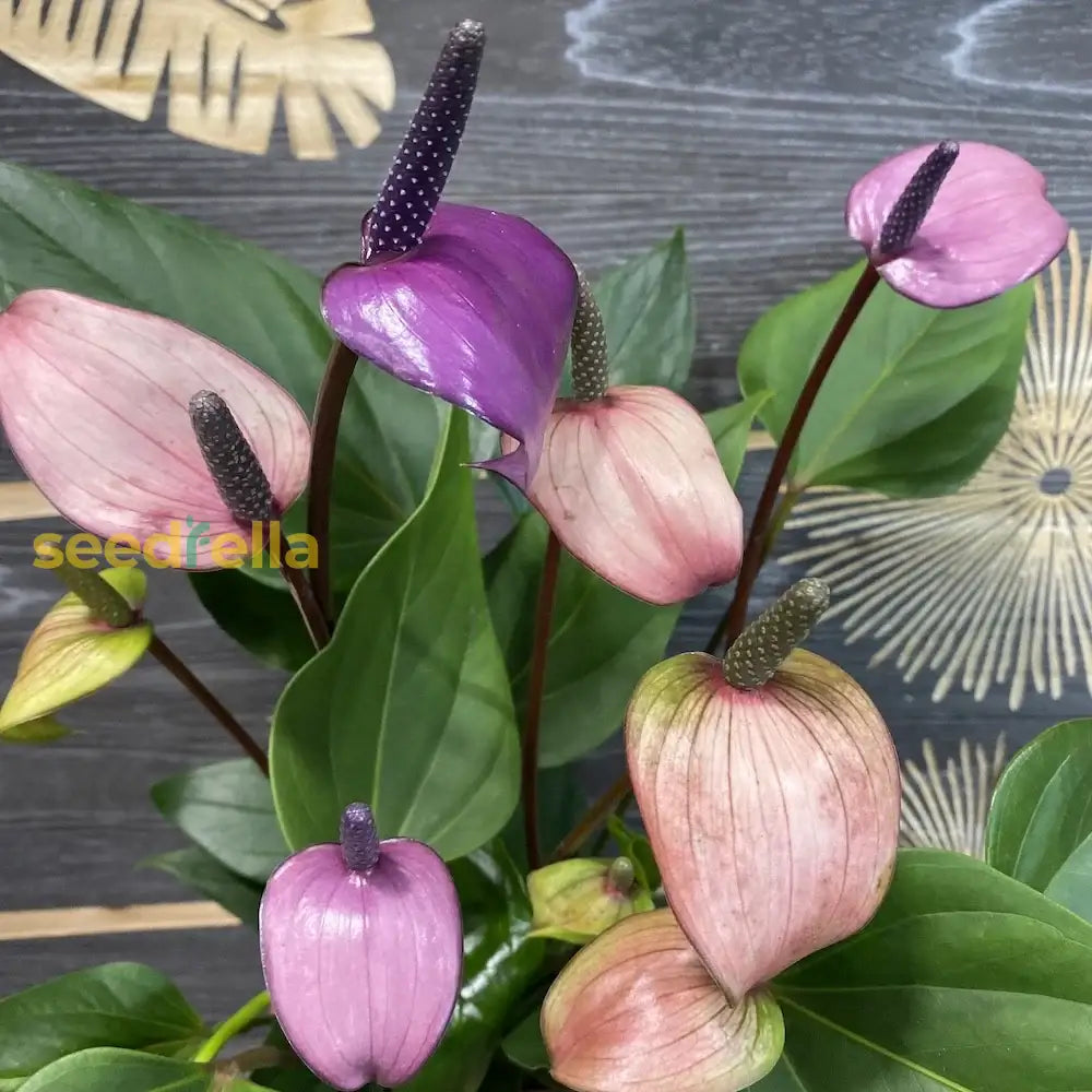 Anthurium Purple Flower Seeds  Ideal For Year-Round Planting Plant Seeds