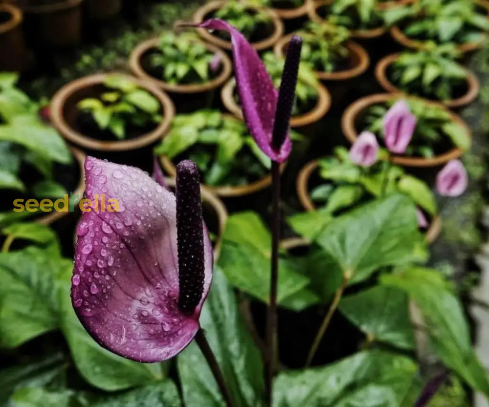 Anthurium Purple Flower Seeds  Ideal For Year-Round Planting Plant Seeds