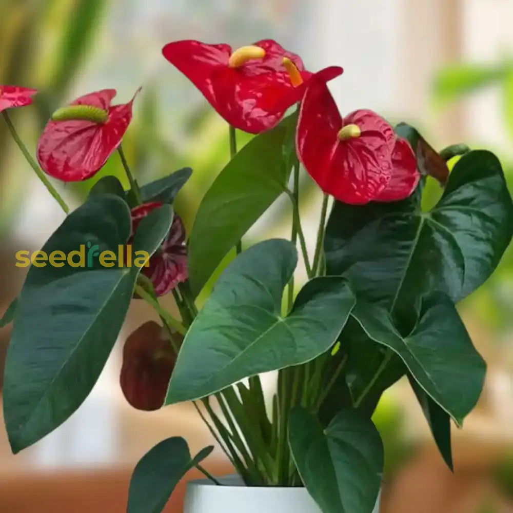 Anthurium Red Flower Seeds For Indoor Planting - Tropical Elegance Bold Interiors