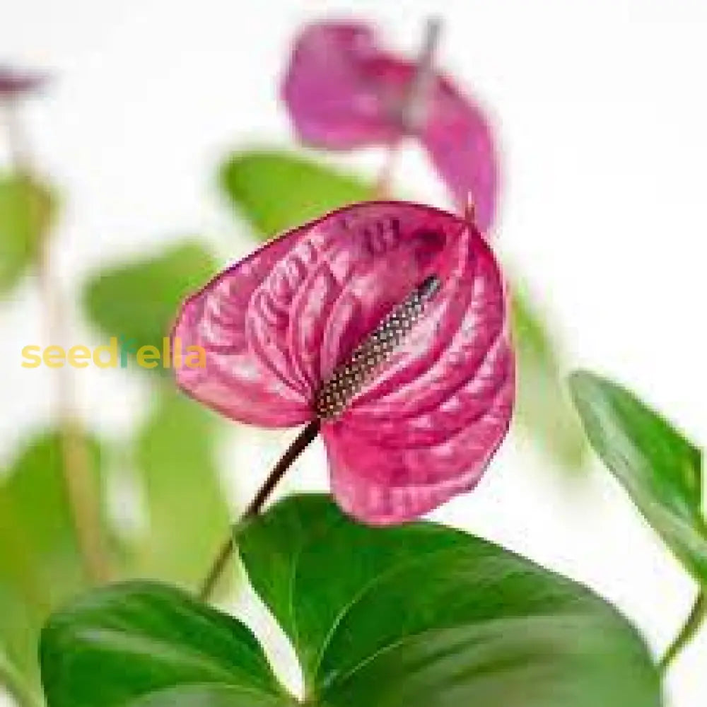 Anthurium Seeds For Easy Planting Flower