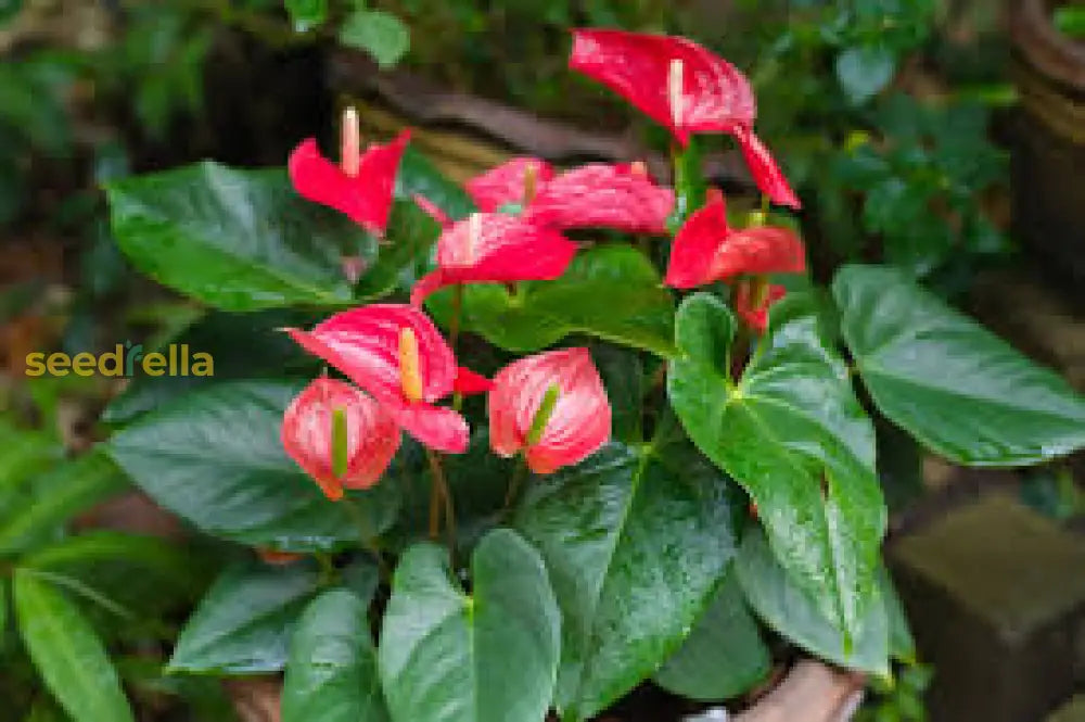 Anthurium Seeds For Easy Planting Flower