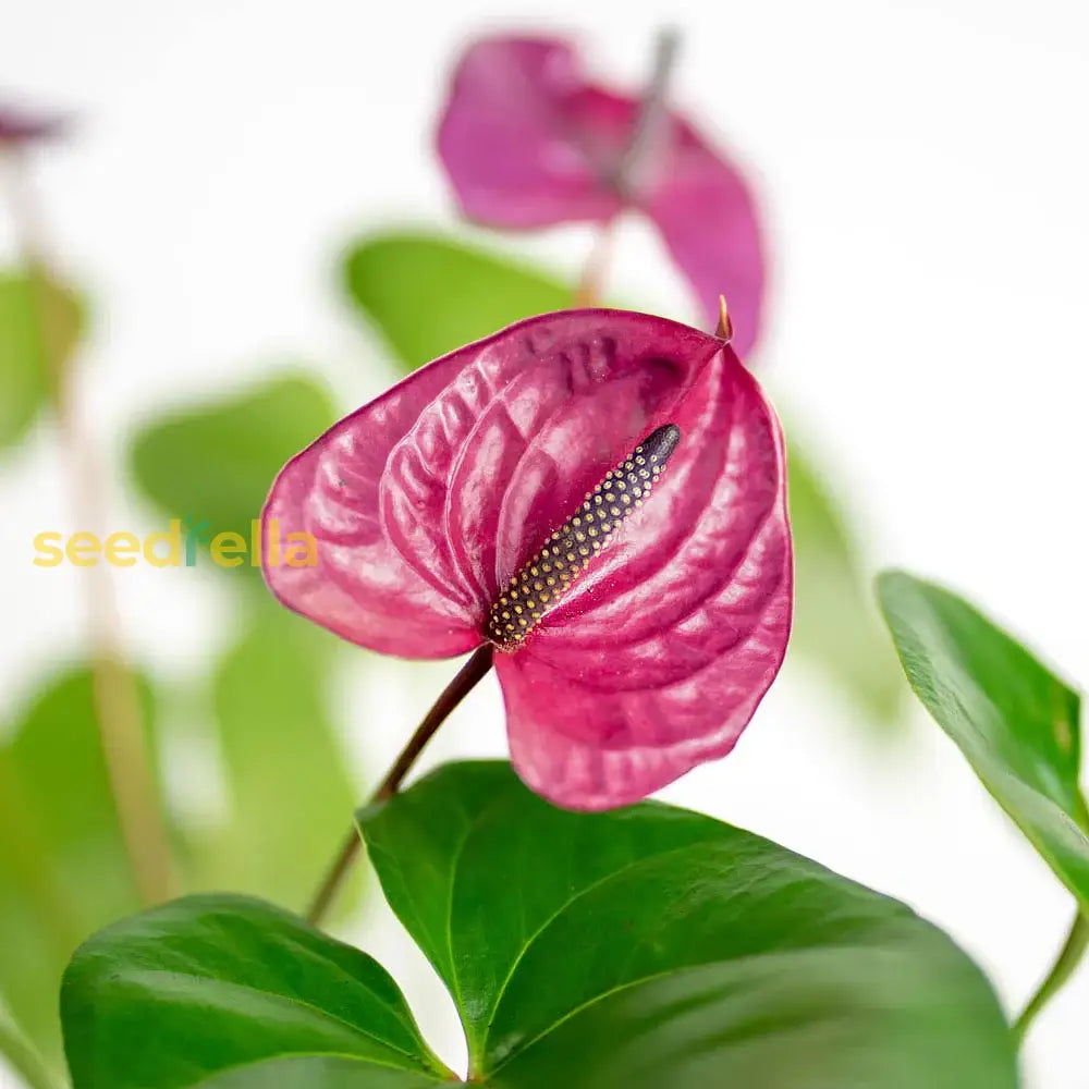 Anthurium Seeds For Planting - Pink Perennial Flowers Flower