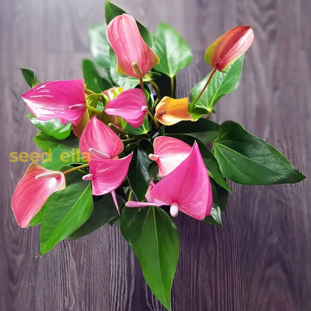 Anthurium Seeds For Planting - Pink Perennial Flowers Flower