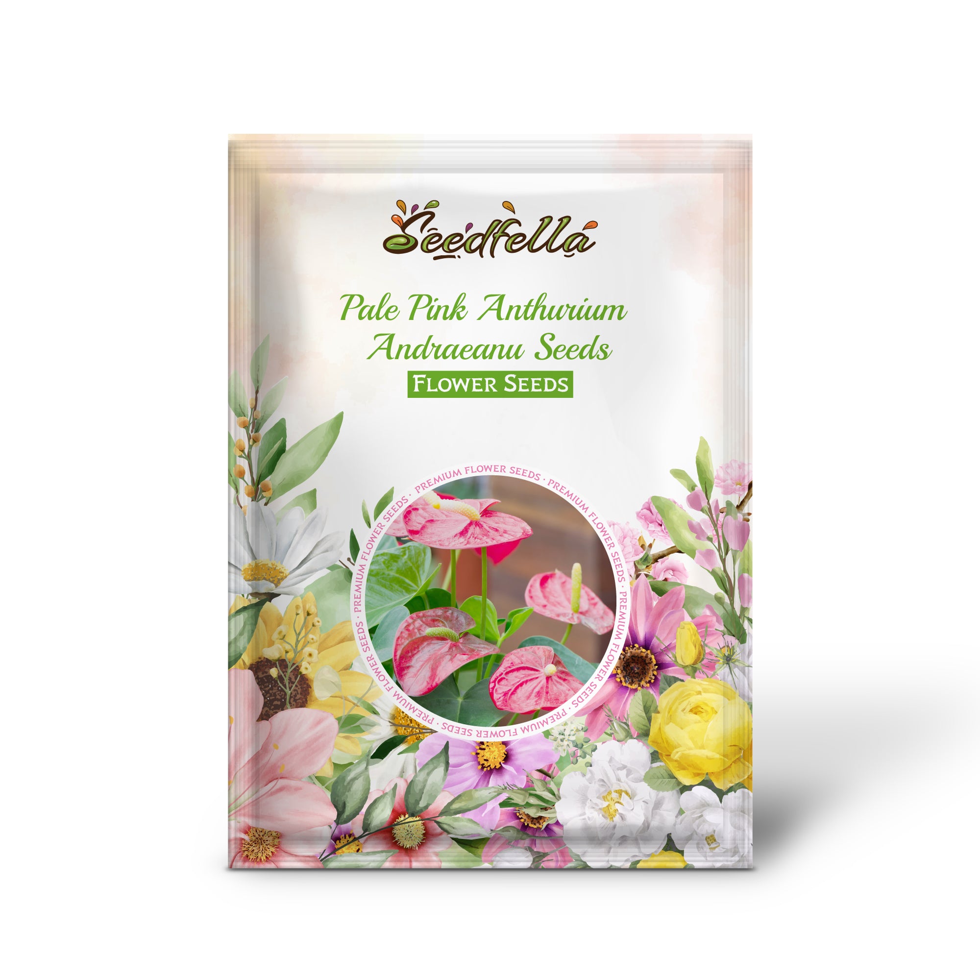 Pale pink anthurium seeds sprouting young seedlings