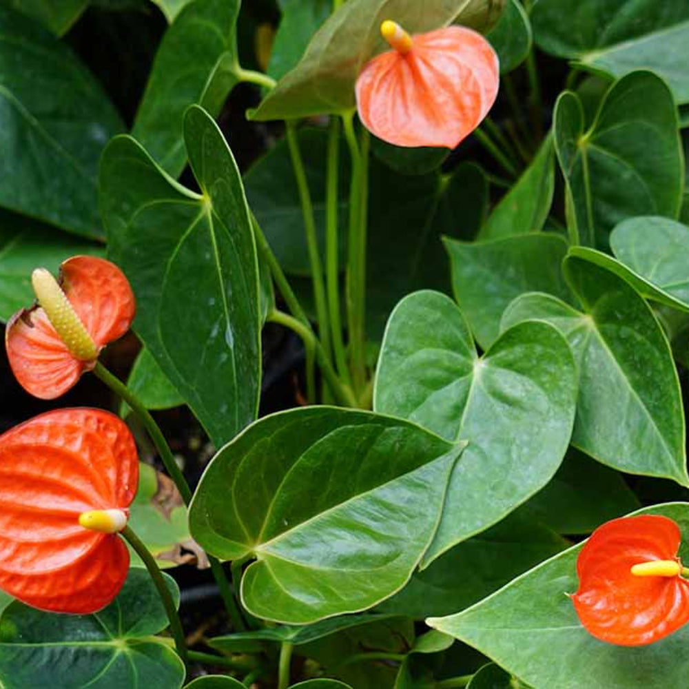 Anthurium plant in a tropical shaded garden