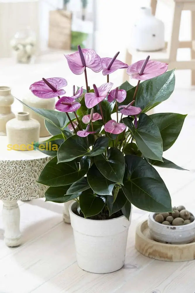 Anthurium Violet Flower Seeds For Unique Planting