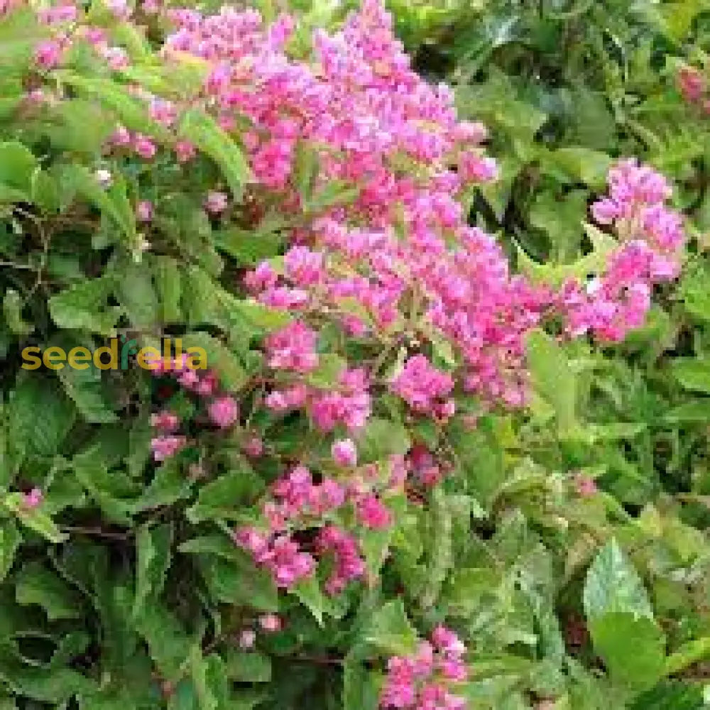 Antigonon Flower Seeds - Easy To Plant & Grow