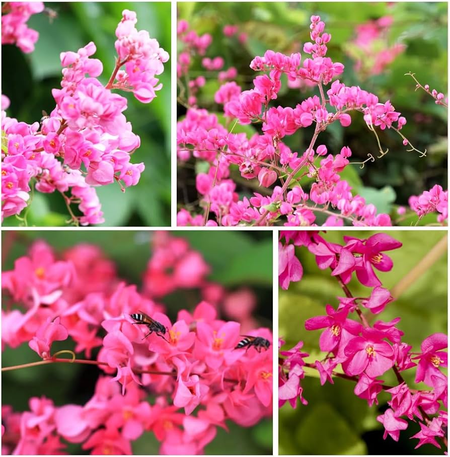 Antigonon Flower Seeds for planting