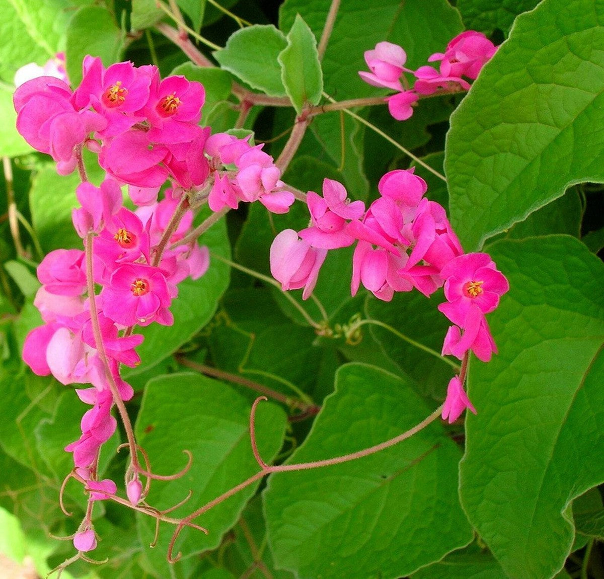 Antigonon climbing plant in home garden