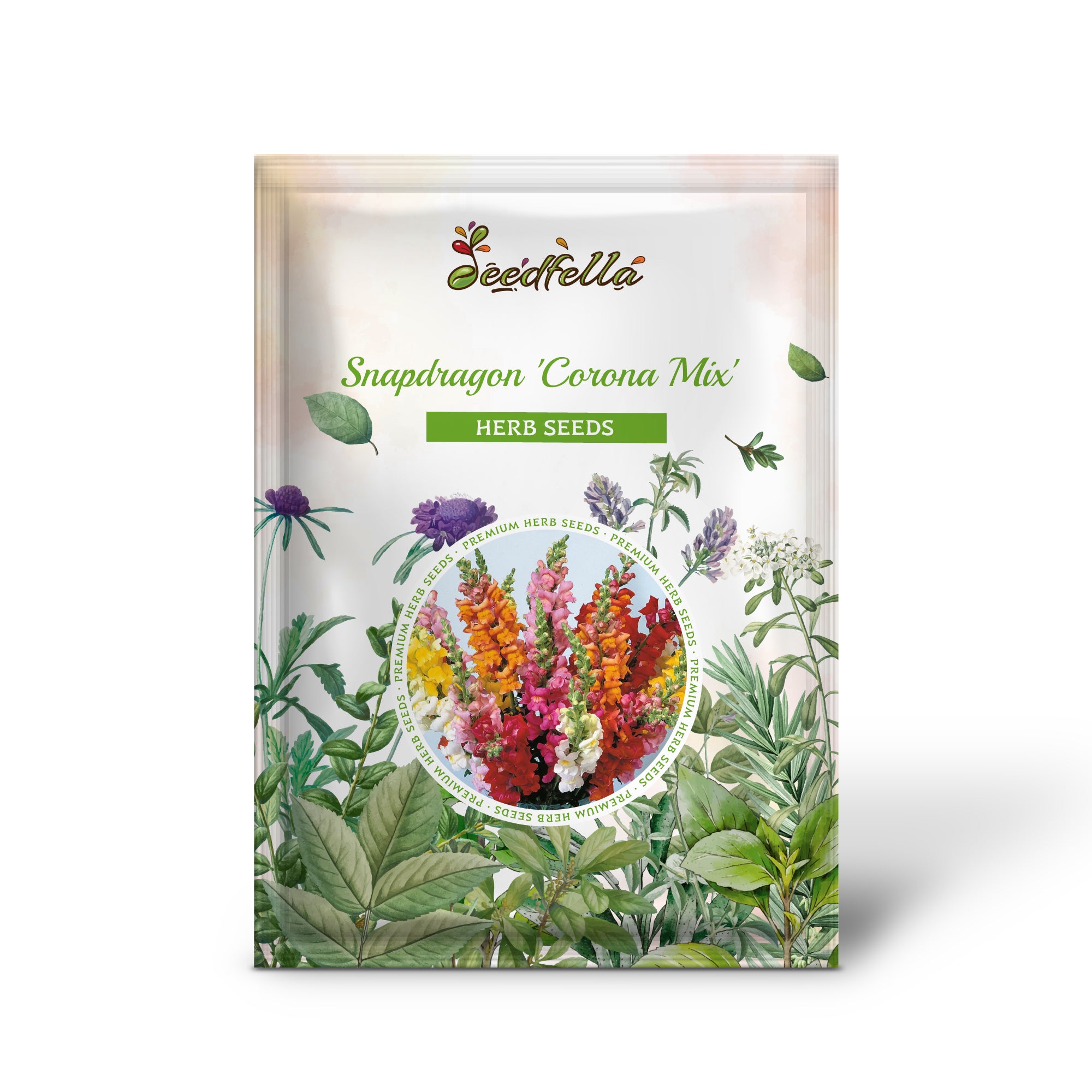 Antirrhinum majus ‘Corona Mix’ Snapdragons Blooming in Garden