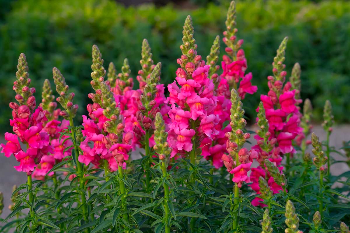 Antirrhinum majus Snapdragon Seeds for Easy Planting