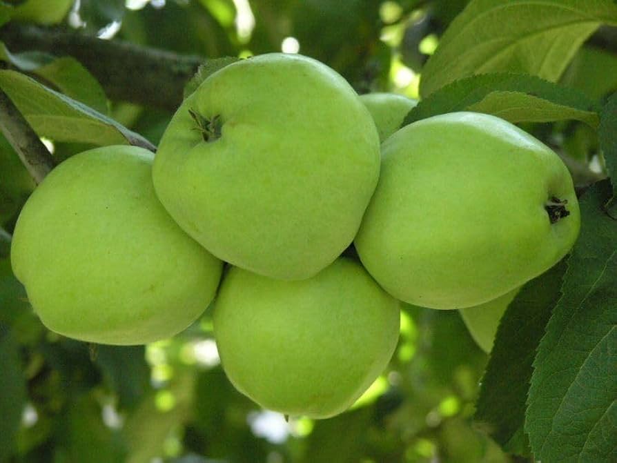Antonovka apple tree seeds showing white apple blossoms on branches