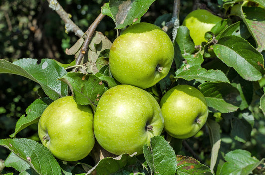 Antonovka Apple Tree Seeds – Malus pumila Non-GMO Heirloom Yellow-Green Fruit