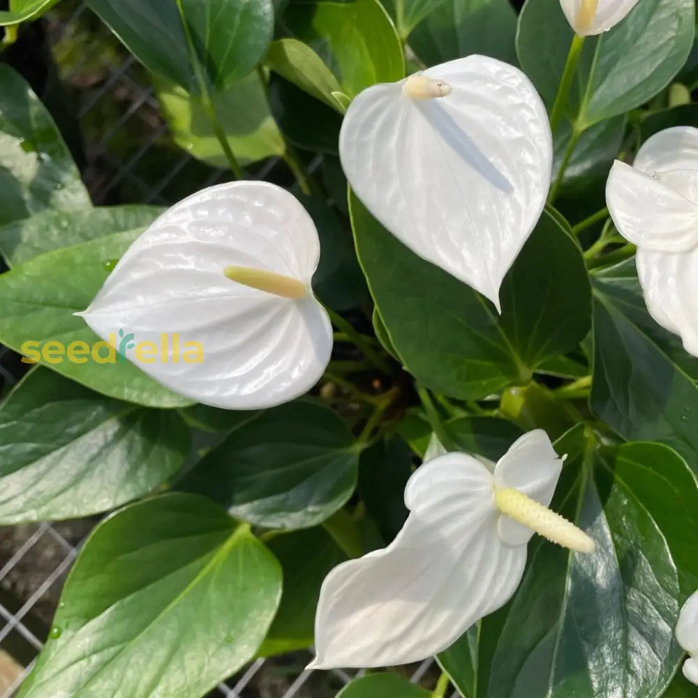 Anturio Plant Seeds - Tropical Beauty For Easy Planting Flower