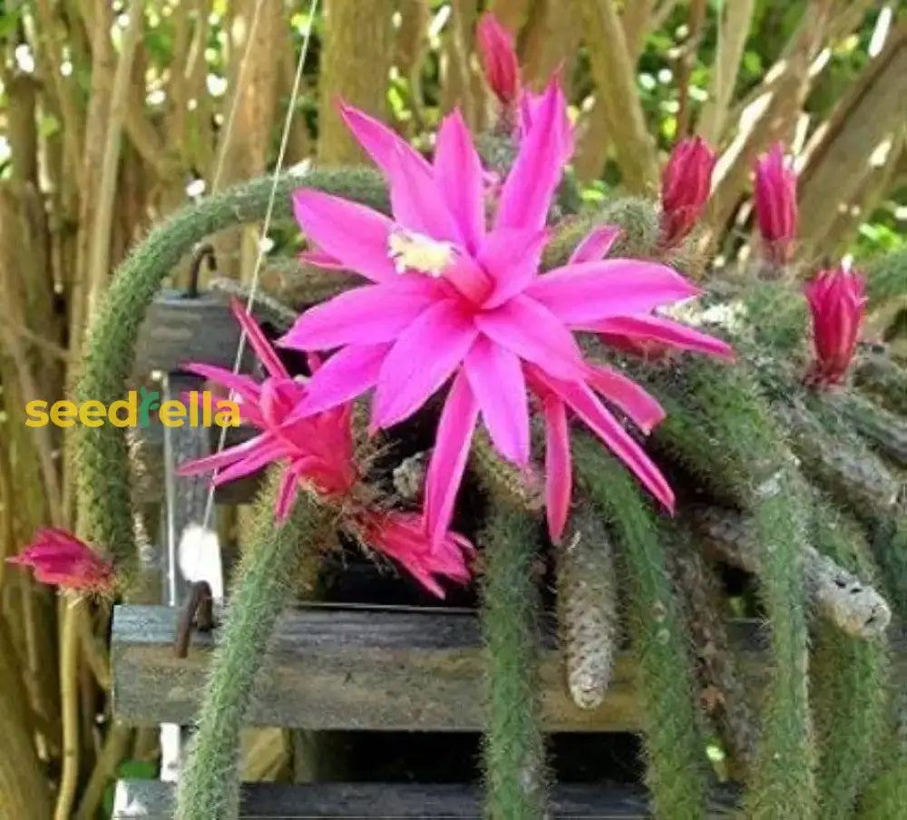 Aporocactus Flagelliformis Seeds For Planting  Trailing Flower Vibrant Blooms