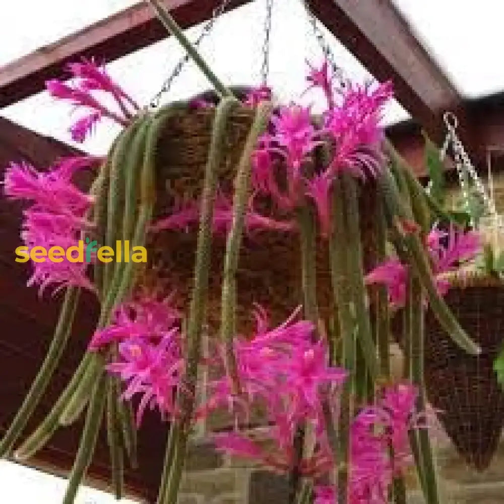 Aporocactus Flagelliformis Seeds For Planting  Trailing Flower Vibrant Blooms