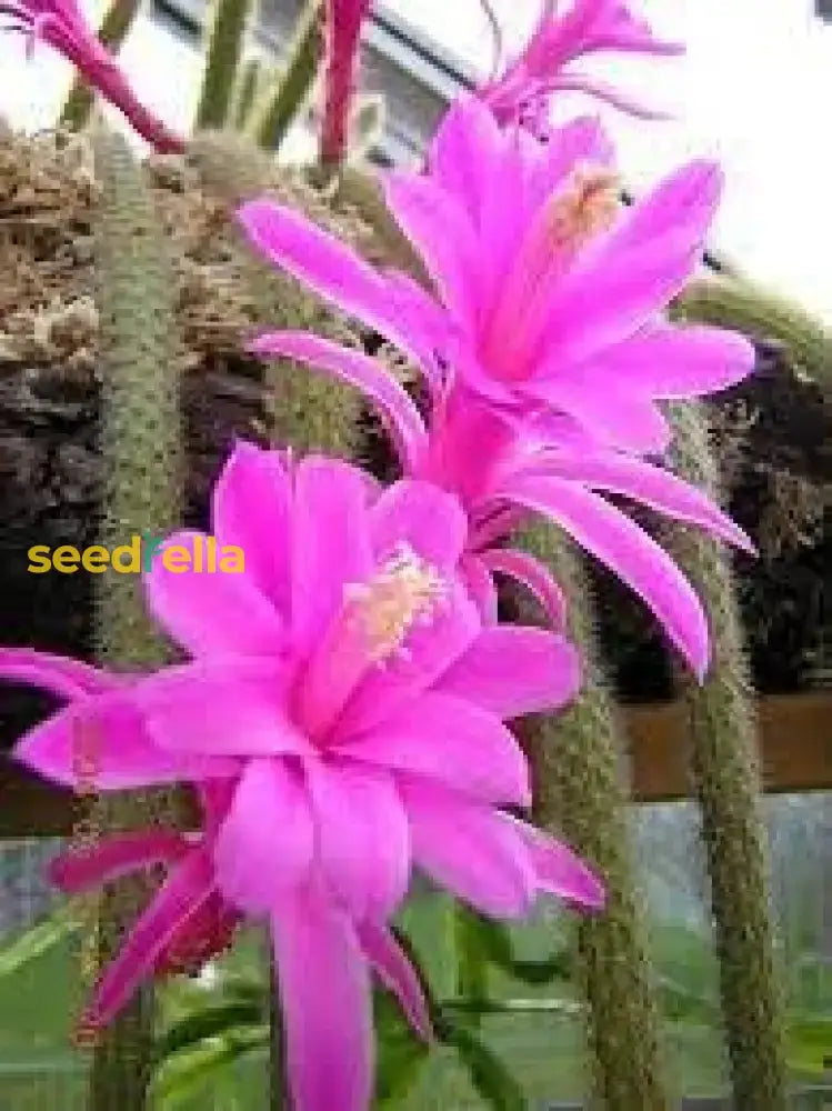 Aporocactus Flower Seeds For Garden Planting