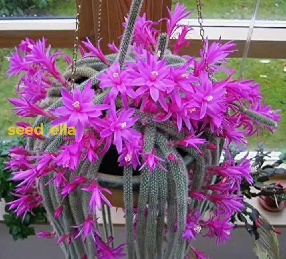 Aporocactus Flower Seeds For Garden Planting