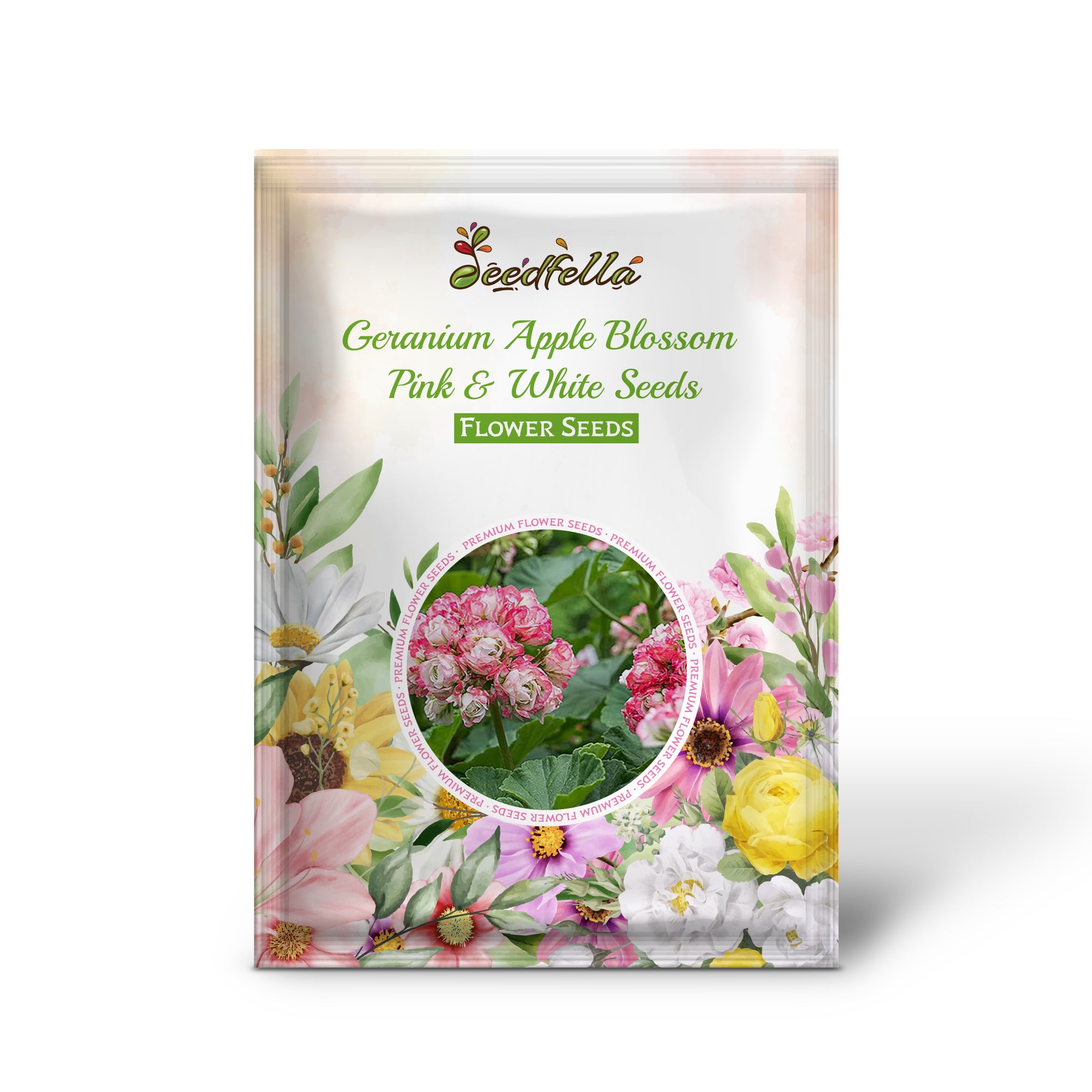 Apple Blossom Geranium Pink & White flowers in full bloom