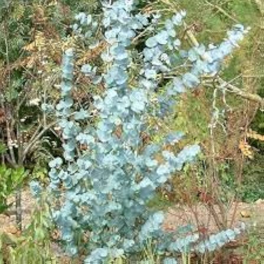 Apple Cider Eucalyptus tree with silvery-blue foliage