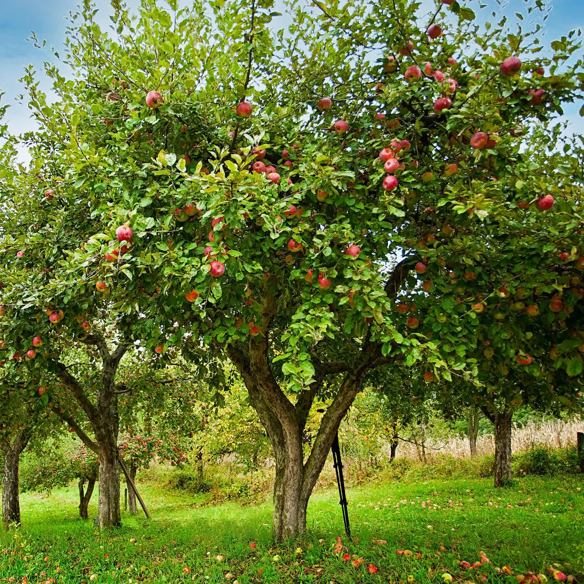 Apple Trees Growing in Garden, Healthy Trees with Fresh Apples Ready for Harvest