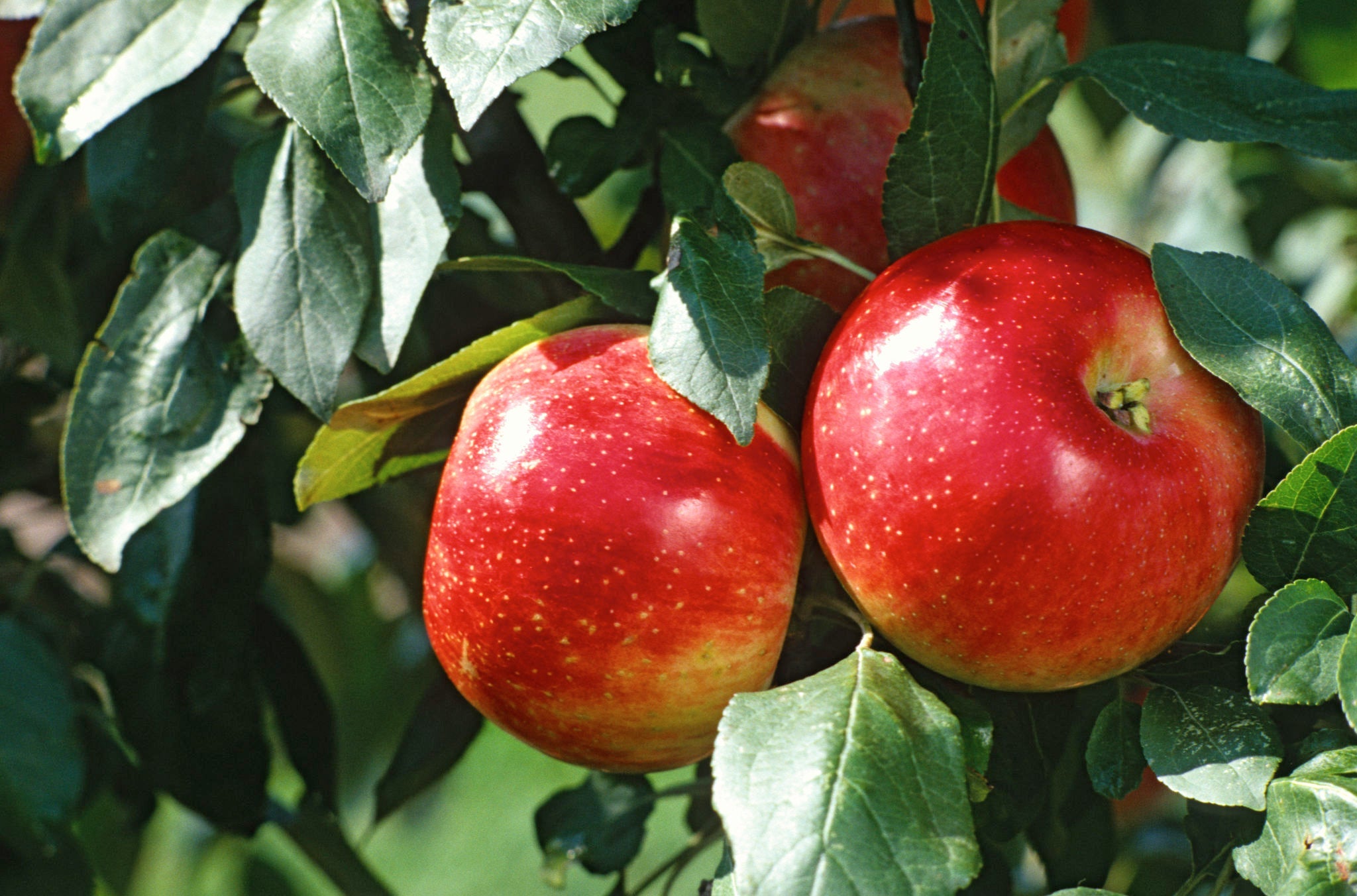 Step-by-Step Guide for Planting Apple Seed Mix in Your Home Garden