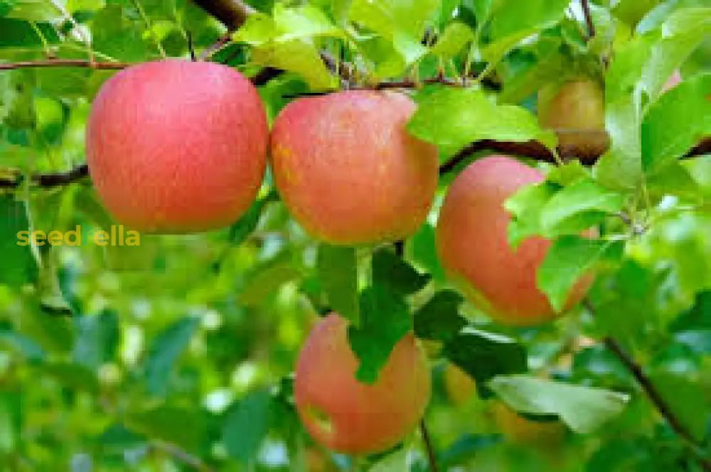 Pink Apple Seedlings from Premium Apple Seeds