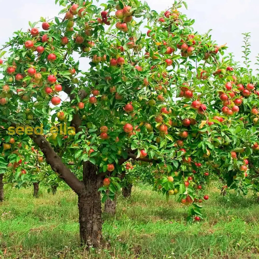 Apple Seeds For Delicious Fruit: Planting Guide Fruit