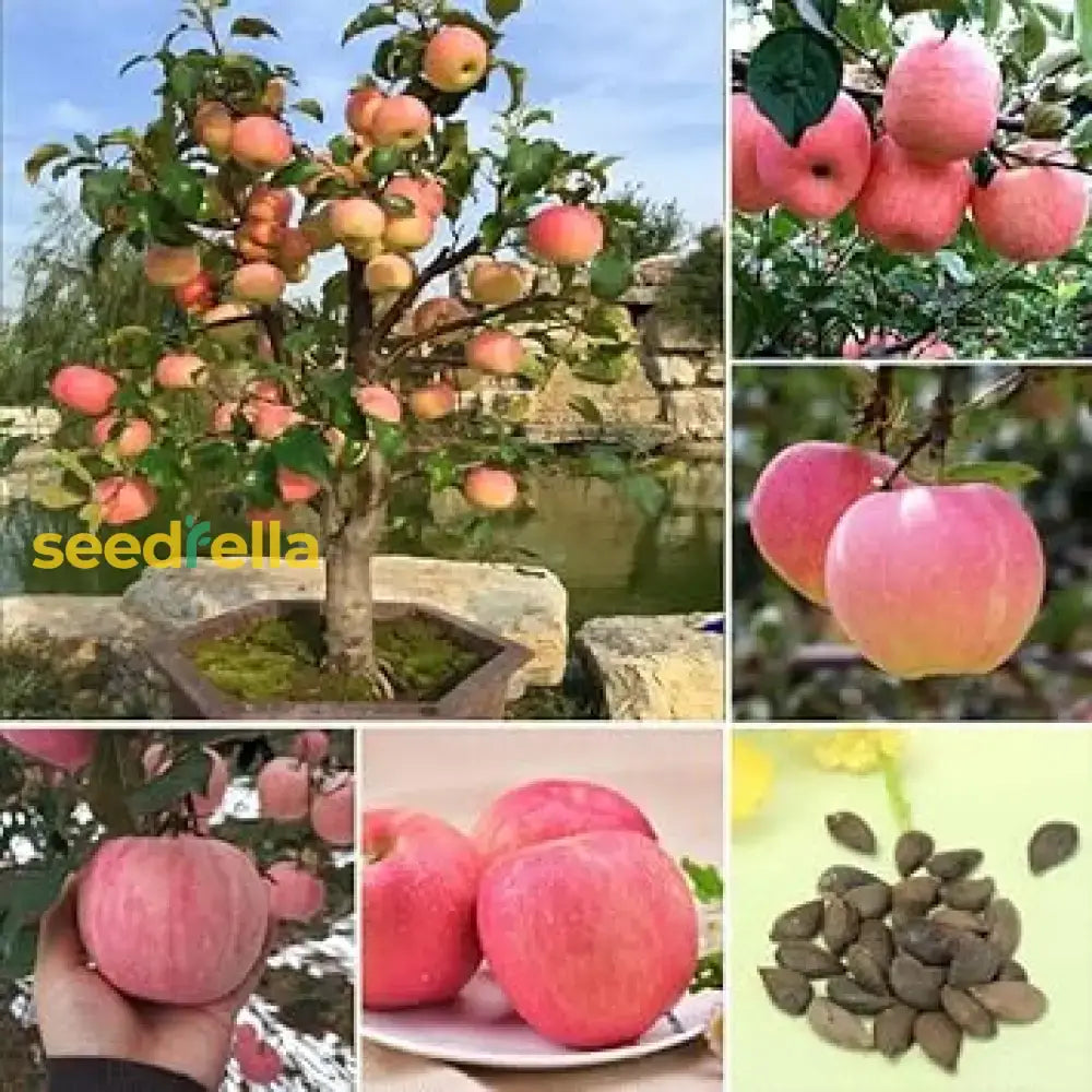 Apple Seeds For Planting - Grow Fresh Fruit