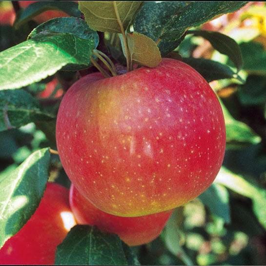Pink and yellow apple seed germination and planting guide