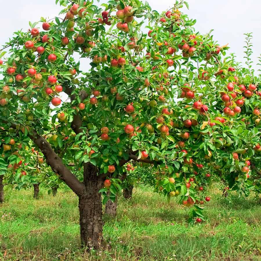 Apple Seeds for Planting, Step-by-Step Guide for Growing Healthy Apple Trees
