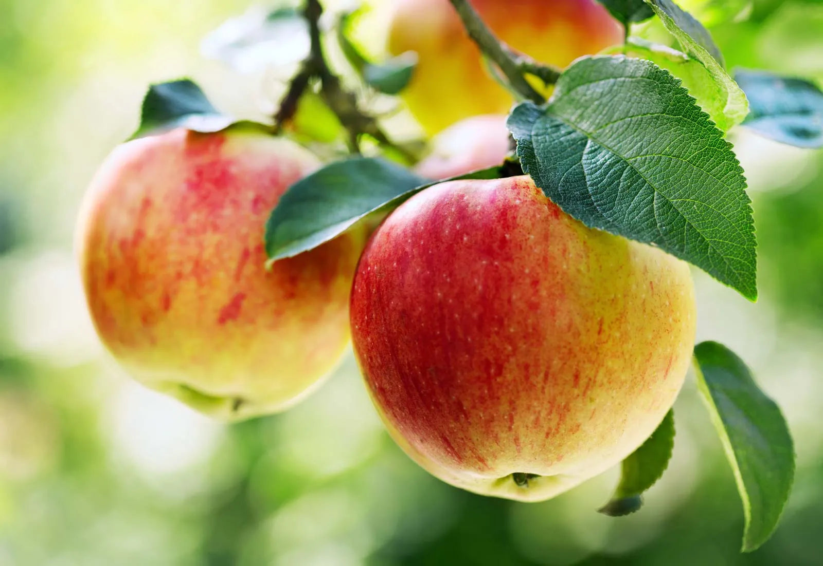 Step-by-Step Planting Instructions for Apple Seeds in Your Garden
