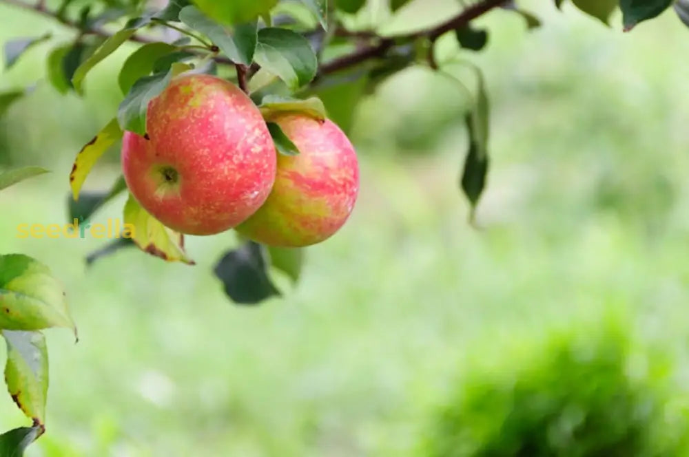 Apple Seeds Growing in Garden, Red & Yellow Apples Ready to Grow