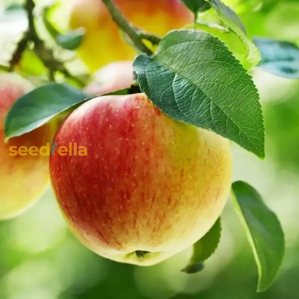 Apple Seeds Red & Yellow for Planting, Home Garden Apple Tree Seeds