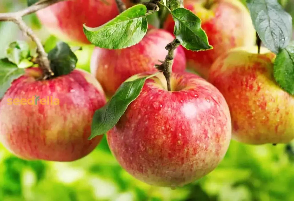 Step-by-Step Guide for Planting Red & Yellow Apple Seeds in Garden