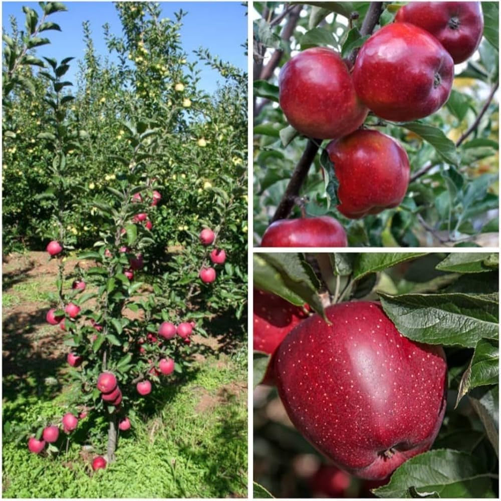 Apple seeds for planting Malus domestica